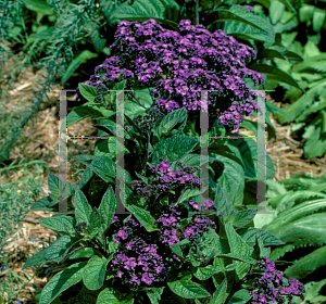 Picture of Heliotropium arborescens 'Marine'