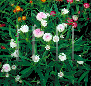 Picture of Helichrysum bracteatum 'Bright Bikinis'