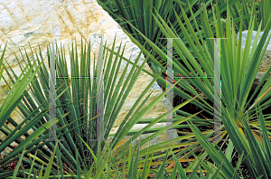 Picture of Yucca filamentosa 