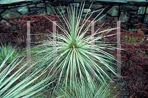 Picture of Yucca glauca 