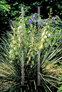 Picture of Yucca glauca 