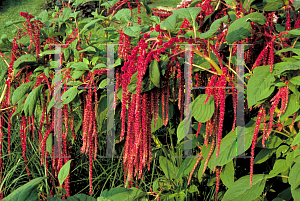 Picture of Amaranthus caudatus 