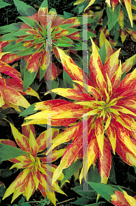 Picture of Amaranthus tricolor var. salicifolius 'Joseph's Coat'