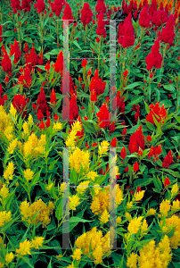 Picture of Celosia argentea (Plumosa Group) 