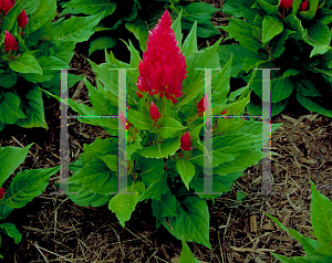 Picture of Celosia argentea (Plumosa Group) 'Pink Castle'