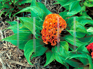 Picture of Celosia argentea (Cristata Group) 'Jewel Box Salmon'