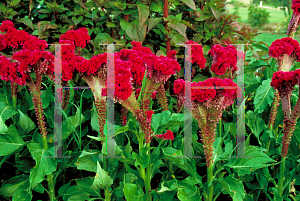 Picture of Celosia argentea (Cristata Group) 'Red Velvet'