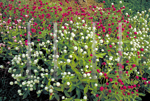 Picture of Gomphrena globosa 