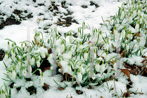 Picture of Galanthus nivalis 