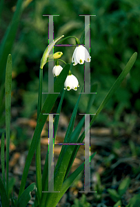 Picture of Leucojum aestivum 