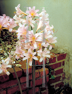 Picture of Lycoris squamigera 