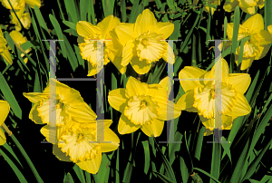 Picture of Narcissus  