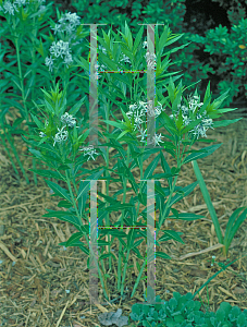 Picture of Amsonia tabernaemontana 