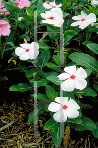 Picture of Catharanthus roseus 'Parasol'