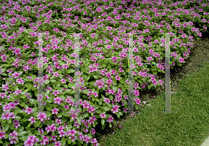 Picture of Catharanthus roseus 