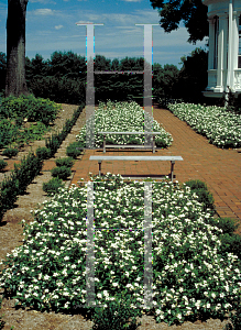 Picture of Catharanthus roseus 