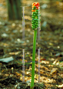 Picture of Arum italicum 'Pictum'