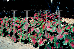 Picture of Caladium bicolor 