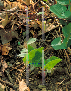 Picture of Asarum canadense 