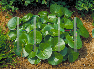 Picture of Asarum europaeum 