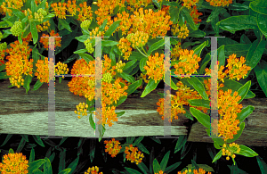 Picture of Asclepias tuberosa 