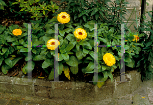 Picture of Calendula officinalis 