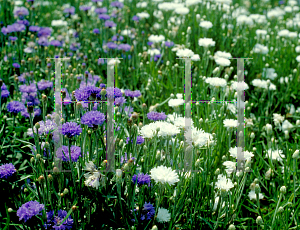 Picture of Centaurea cyanus 