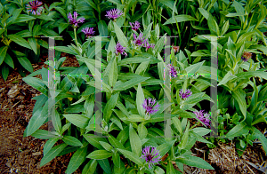 Picture of Centaurea montana 