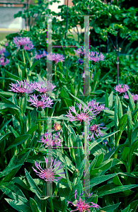 Picture of Centaurea montana 