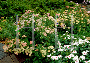 Picture of Achillea millefolium 'Summer Pastels'