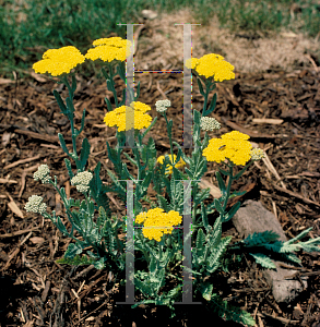 Picture of Achillea aegyptiaca 