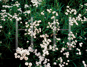 Picture of Achillea ptarmica 'The Pearl'