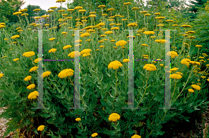 Picture of Achillea filipendulina 'Parker's Variety'