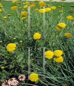 Picture of Achillea  'Coronation Gold'