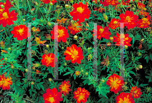 Picture of Cosmos sulphureus 'Ladybird Scarlet'