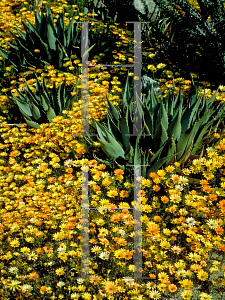 Picture of Dimorphotheca sinuata 