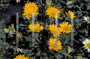 Picture of Gazania rigens 'Talent'