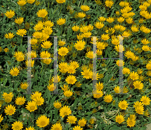 Picture of Gazania rigens 