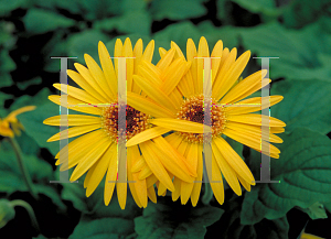 Picture of Gerbera jamesonii 