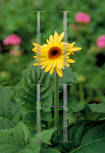 Picture of Gerbera jamesonii 