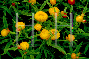 Picture of Helichrysum bracteatum 'Gold Bikini'