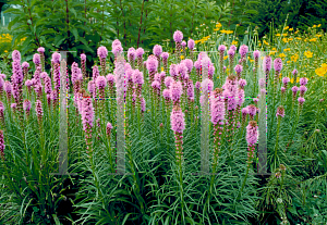 Picture of Liatris spicata 'Kobold'