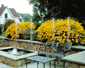 Picture of Rudbeckia fulgida var. sullivantii 'Goldsturm'