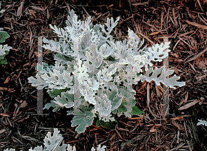 Picture of Senecio cineraria 'Silverdust'