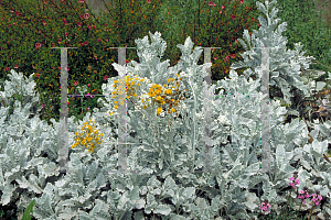 Picture of Senecio cineraria 