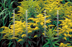 Picture of Solidago canadensis 