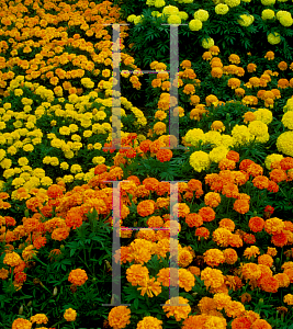 Picture of Tagetes erecta 