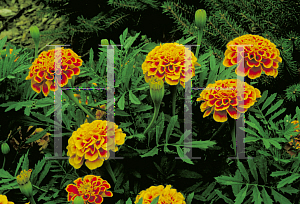 Picture of Tagetes patula 'Golden Gate'