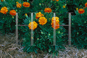 Picture of Tagetes patula 'Queen Sophia'