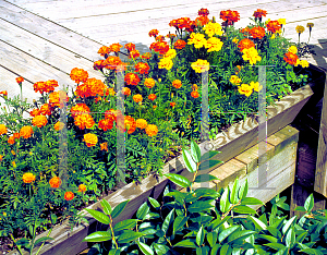 Picture of Tagetes patula 
